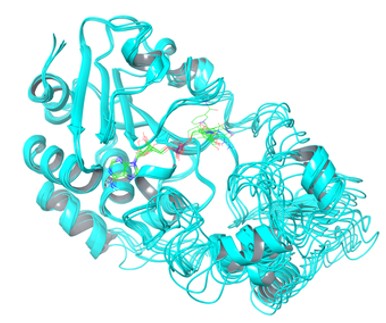 Fig. 1 Snapshots taken from MD simulations of SIRT3:NAD+ binary complex (OA Literature)
