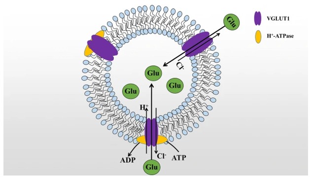 Fig. 1 SLC17A7(VGLUT1) transport glutamate (Glu) mechanism diagram (OA Literature)