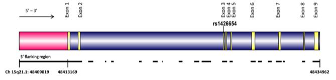 Fig. 1 The structure of the human SLC24A5 gene.