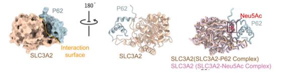 Fig. 1 Modeling the SLC3A2-P62 Complex Using AlphaFold2 and Molecular Docking.