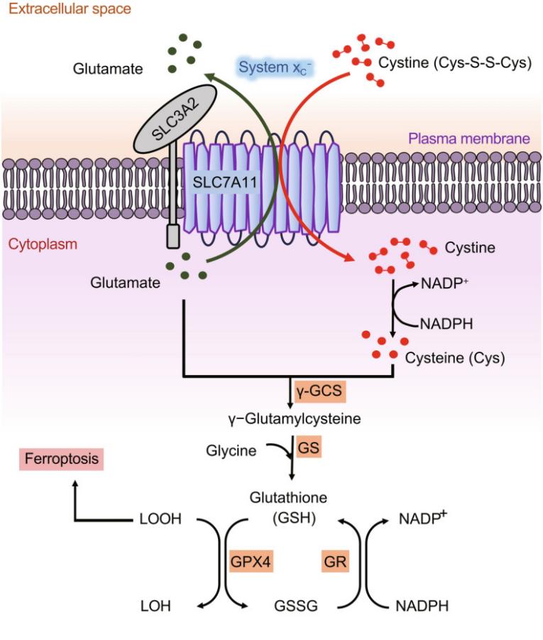 Fig. 1:Structure and function of SLC7A11.