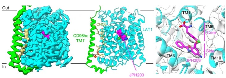 Fig. 1 Cryo-EM map and the overall structure of LAT1(SLC7A5) bound to JPH203 (OA Literature)