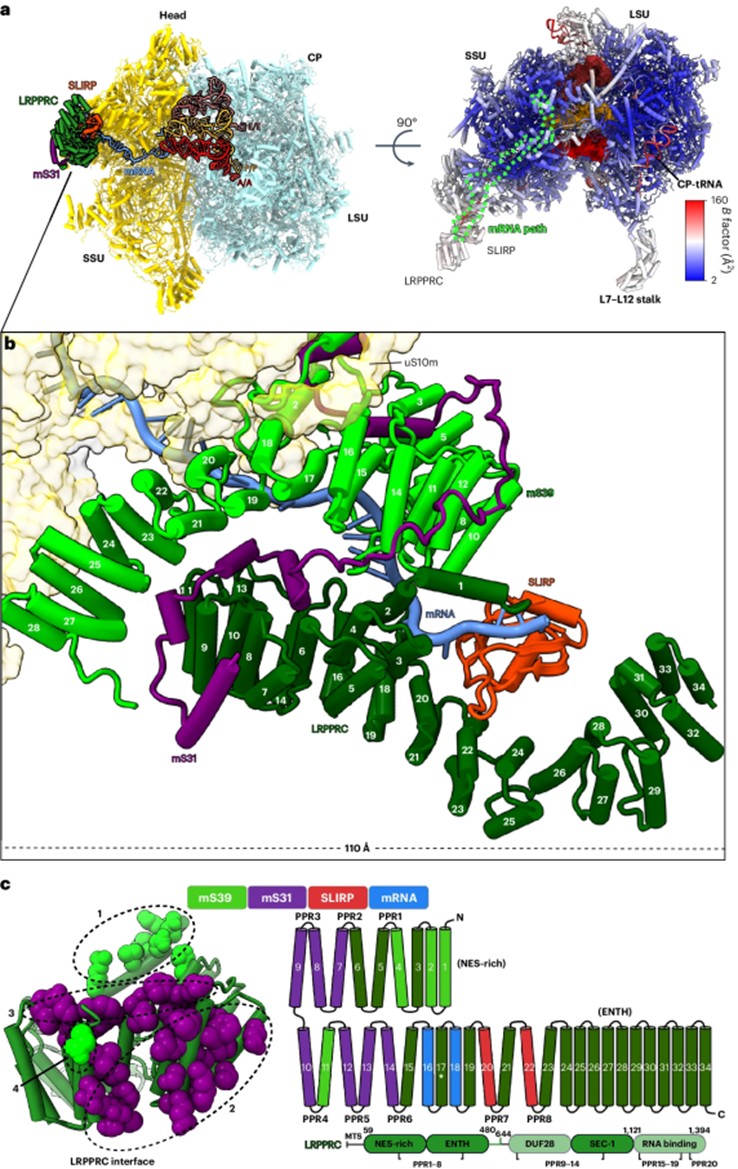 Fig. 1 Structure of mitoribosome with LRPPRC–SLIRP bound to mRNA (OA Literature)