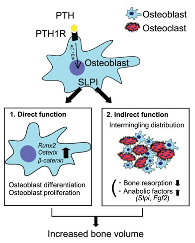 Fig. 1 Model of SLPI functions in bone metabolism (OA Literature)