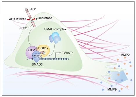 Fig. 1 JICD1/SMAD3-TWIST1 axis induces tumor invasion.