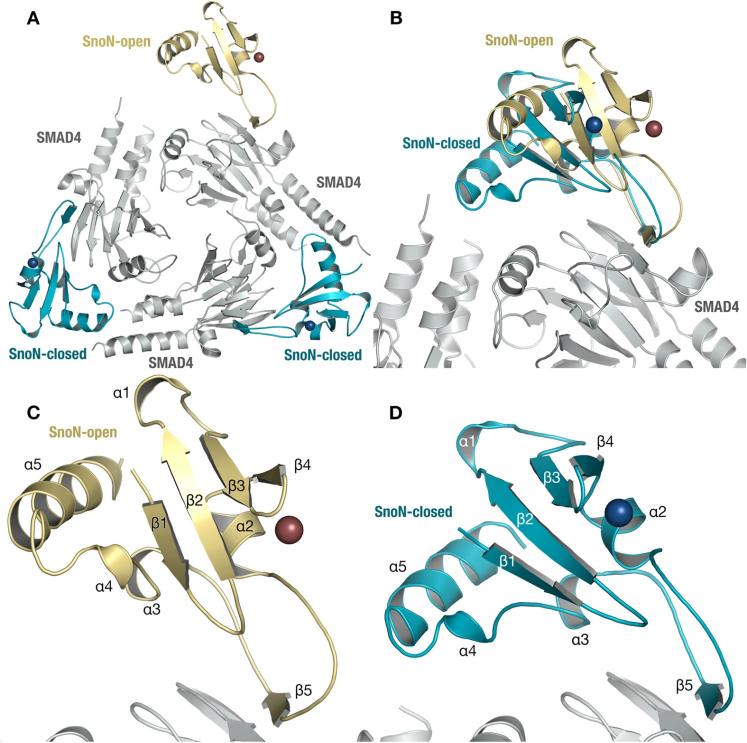 Fig. 1:Overall Structure of SnoN-SMAD4.