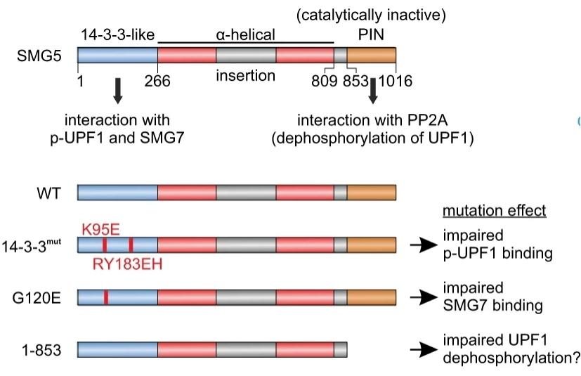 Fig. 1:Representation of the SMG5 domain structure.