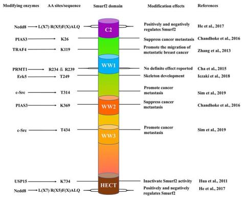 Fig. 1 The schematic structure of Smurf2.