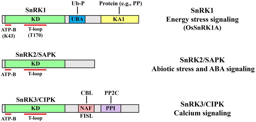 Fig. 1:Structural domains and major functions of the three SnRK subfamilies.