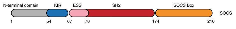 Fig. 1 Schematic representation of the SOCS1 domain architecture (OA Literature)