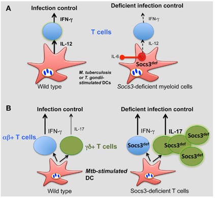 Fig. 1 Role of SOCS3 in the control of infection (OA Literature)