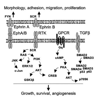 Fig. 1 Putative schematic presentation of the signaling pathways regulated by SOD3 (OA Literature)