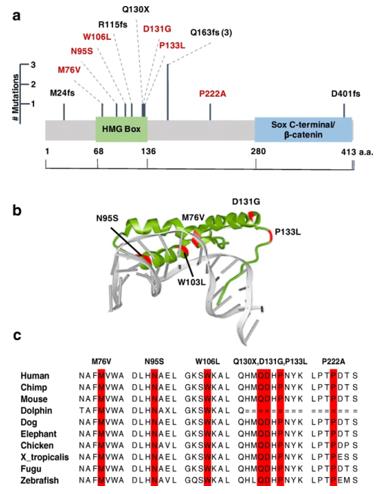 Fig. 1 Rare deleterious variants in SOX17.