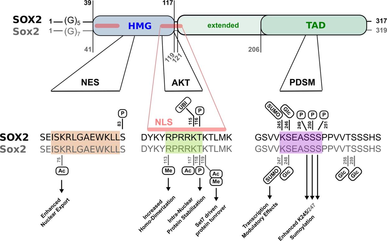 SOX2 is a target for multiple modifications.