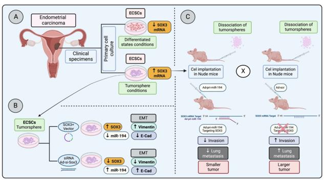 Fig. 1 Regulation of SOX3 in endometrial carcinoma progression and metastasis.