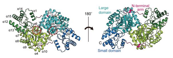 Fig. 1 The homodimeric crystal structure of SpAST.