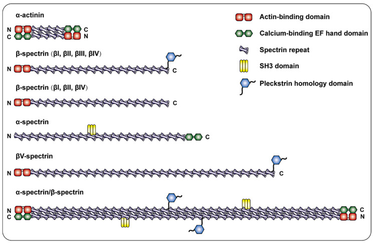 Fig. 1:Changes in the structure of myoglobin.