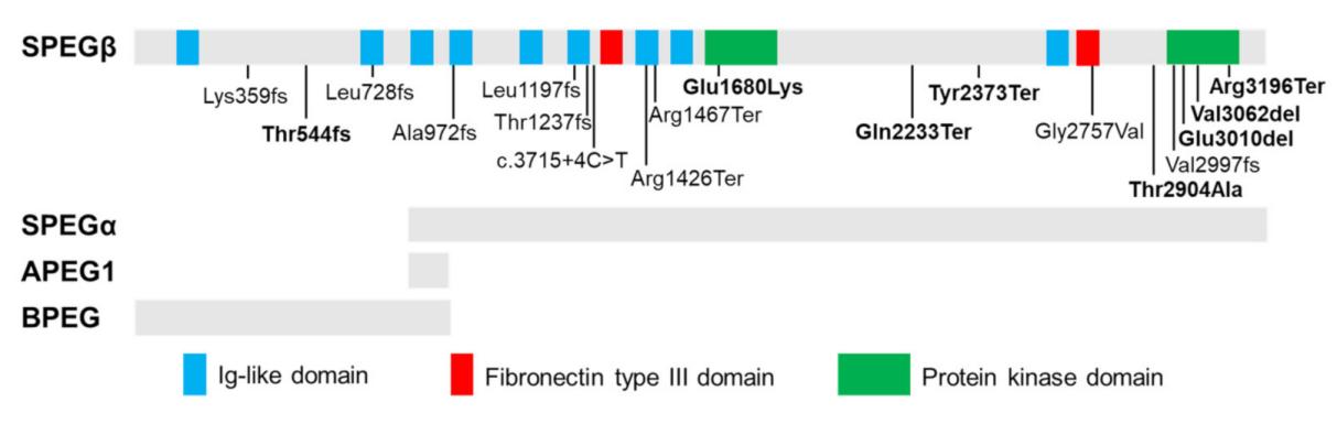 Fig. 1:Tissue-specific isoforms of SPEG and disease-related recessive mutations.
