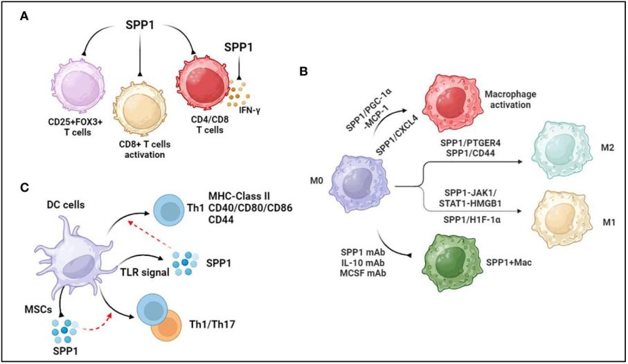 Association between SPP1 and immune cells.