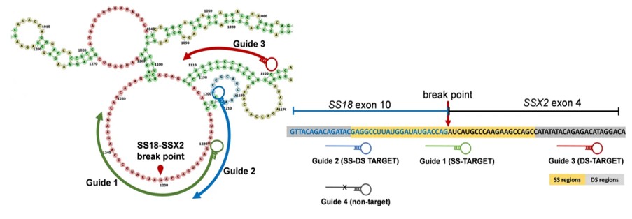 Fig. 1 Structure-Based gRNA Design Against the SS18-SSX2 Fusion Oncogene (OA Literature)
