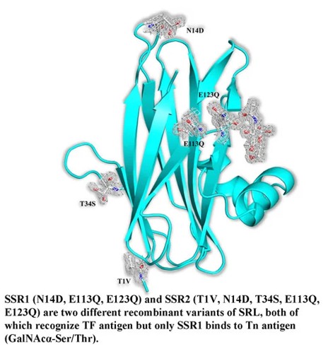 Fig. 1 Comparative Schematic of Mutations in SSR1 and SSR2 SRL Variants. (OA Literature)