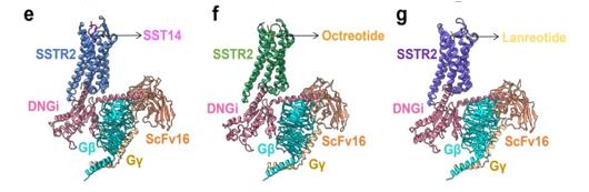 Fig. 1 The cryo-EM structure of SSTR2–DNGi complex.