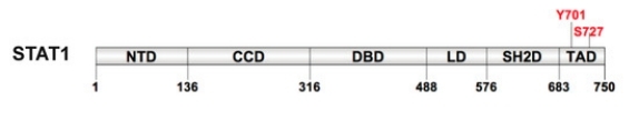 Fig. 1:Schematic representation of STAT1 domains.