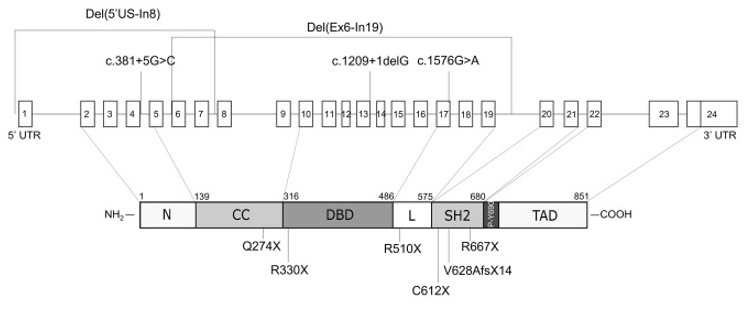 Fig. 1 Schematic illustration of the STAT2 gene. (OA Literature)