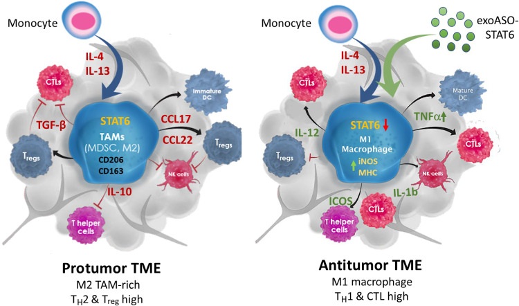 Fig. 1:exoASO-STAT6 reprograms TAMs to fight tumors.