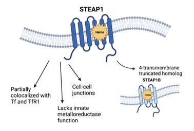 Fig. 1 Structural and physiologic properties of STEAP1.