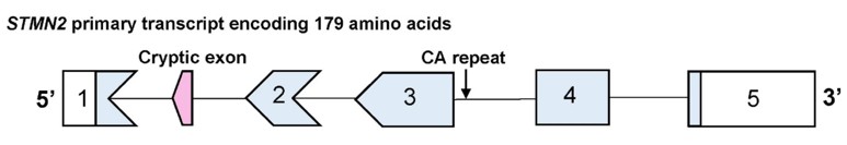 Fig. 1 Schematic of the STMN2 primary transcript and the location of the CA repeat. (OA Literature)