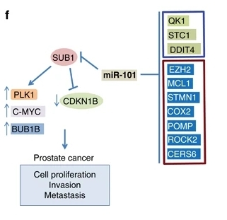 Fig. 1:miR-101 targets SUB1 to suppress prostate cancer progression.