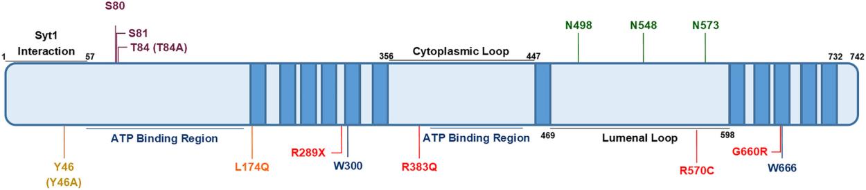 Fig. 1:Key amino acid residues in SV2A.