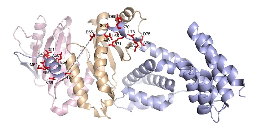 Fig. 1:Ribbon model of the ternary complex of YopN and the SycN/YscB chaperone.