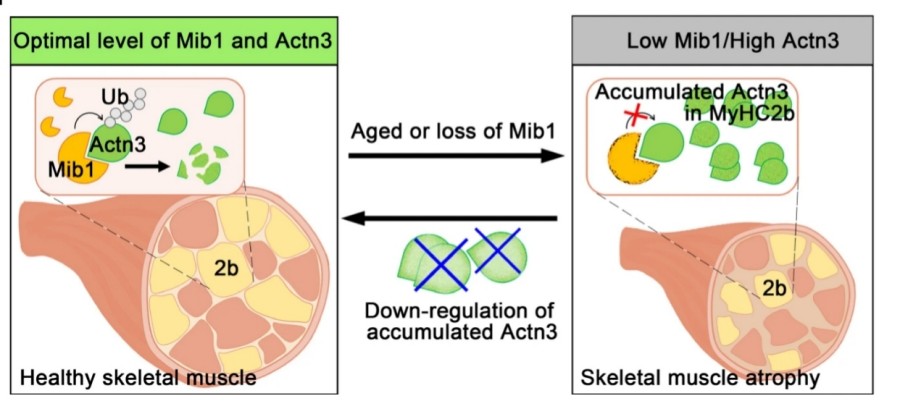 Fig. 1:Changes in the structure of ACTN3.