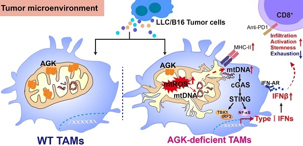 Fig. 1:Changes in the structure of AGK
