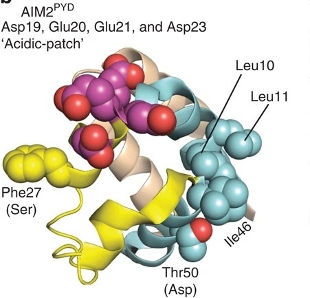 Fig. 1:Changes in the structure of AIM2