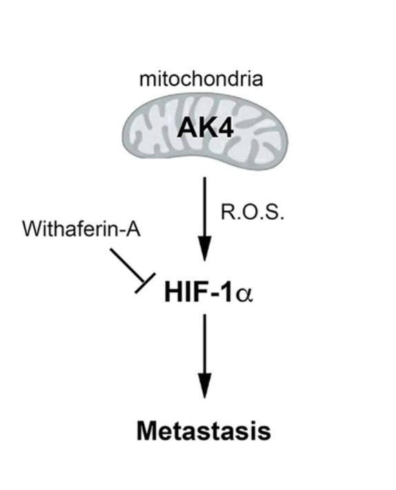 Fig. 1:Changes in the structure of AK4.