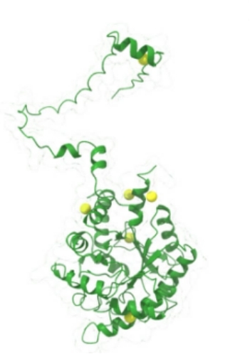 Fig. 1:Changes in the structure of ALAD