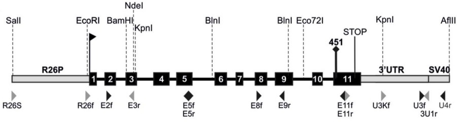 Fig. 1:Changes in the structure of ALPP