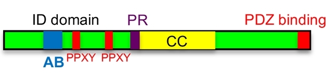 Fig. 1:Changes in the structure of AMOT.