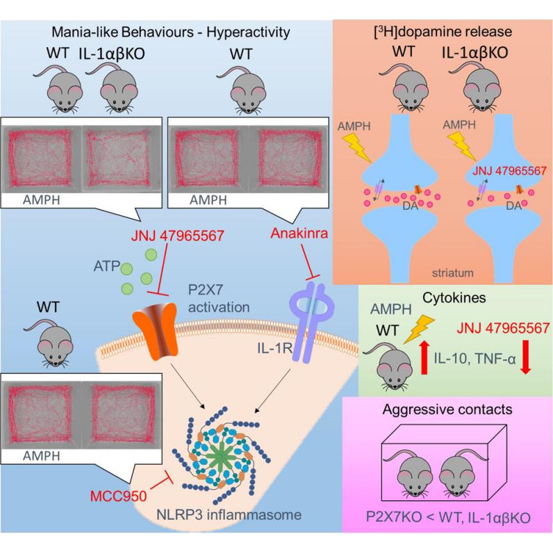 Fig. 1:Changes in the structure of AMPH