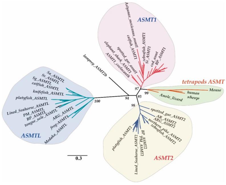 Fig. 1:Changes in the structure of ASMT