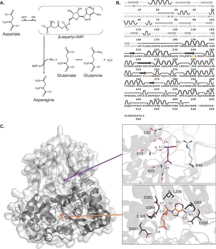 Fig. 1:Changes in the structure of ASNS. (OA Literature)