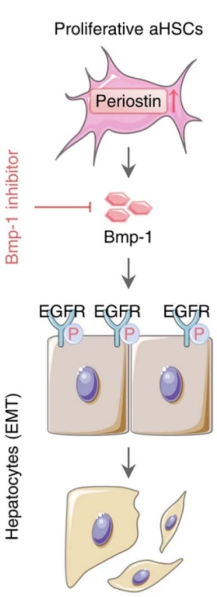 Fig. 1:Changes in the structure of BMP1.