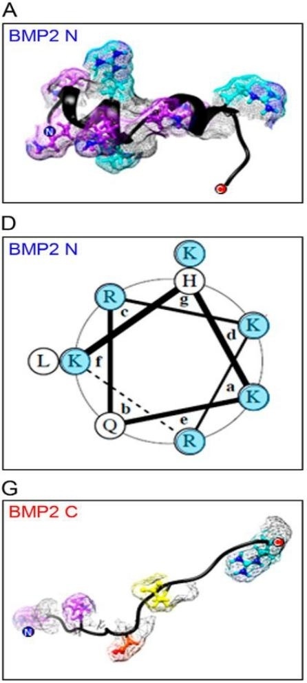 Fig. 1:Changes in the structure of BMP2