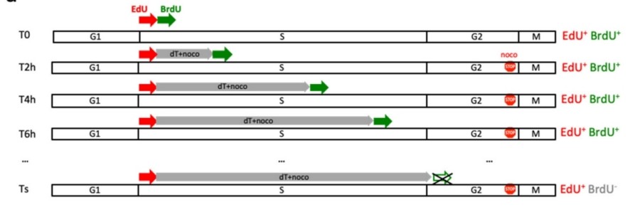 Fig. 1:Changes in the structure of BrdU