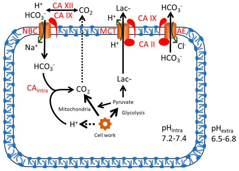 Fig. 1:Changes in the structure of CA2.