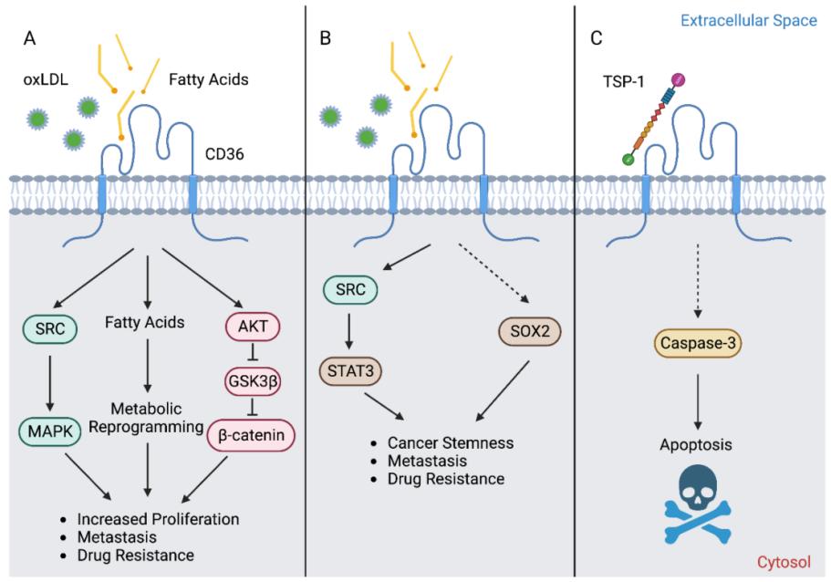 Fig. 1:Changes in the structure of CD36.