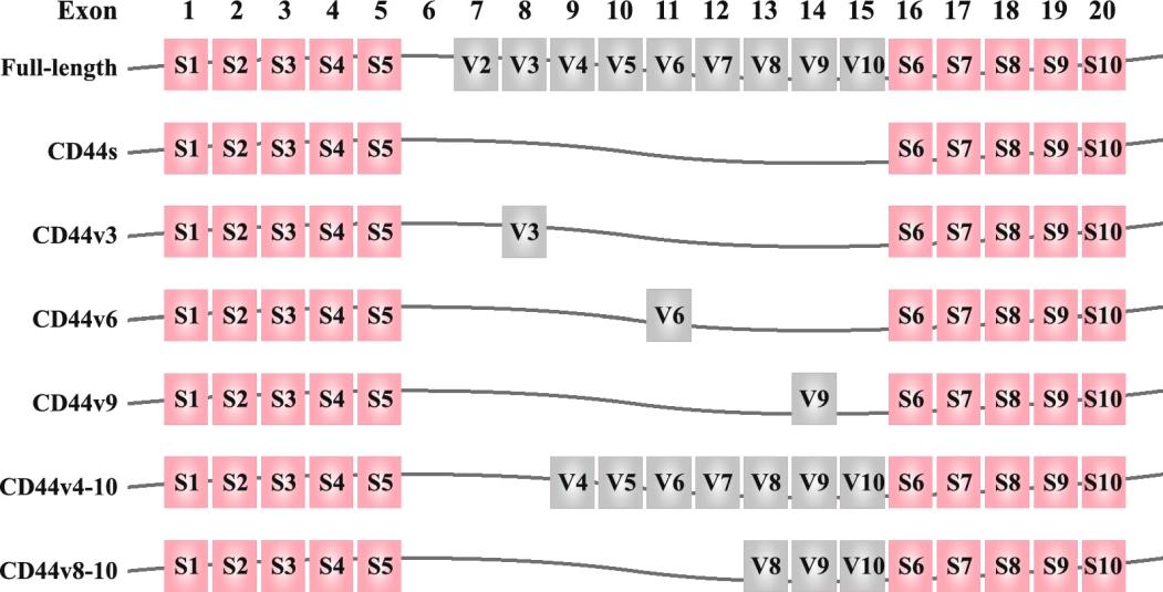 Fig. 1:Changes in the structure of CD44